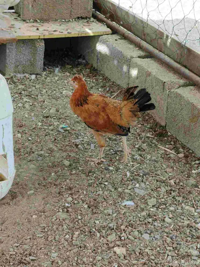 دجاج للبيع كفو 5
