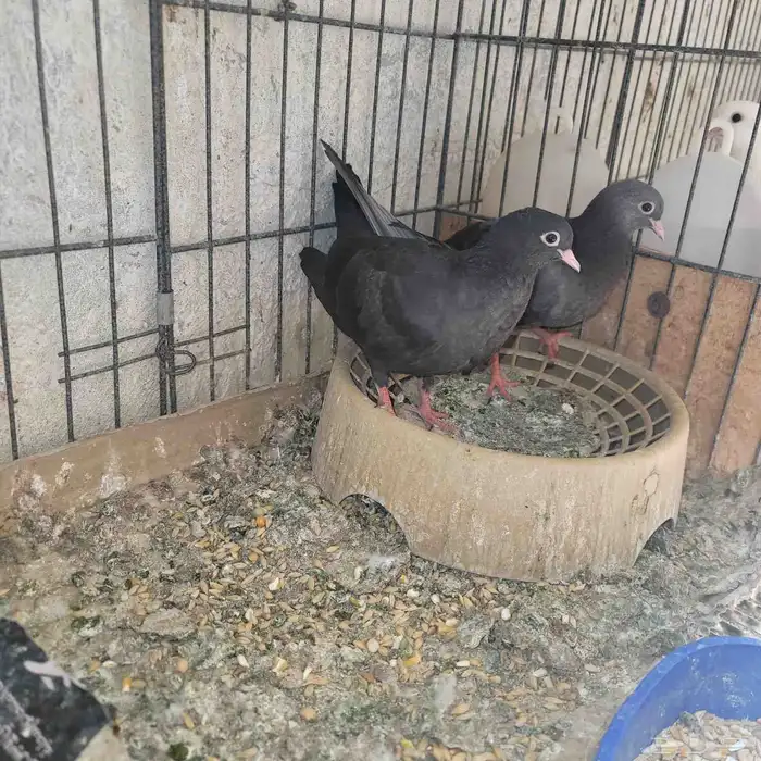 فروخ صنعاوي 2