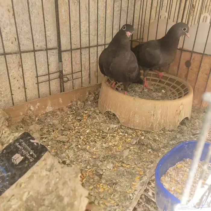 فروخ صنعاوي 0