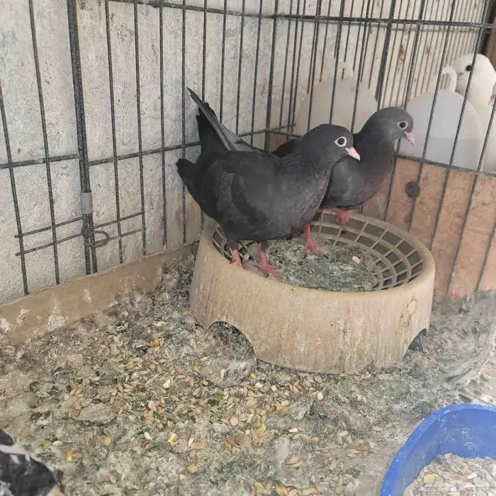 فروخ صنعاوي 3