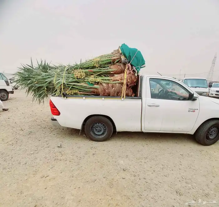 نخيل مثمر سكري صقعي مجدول برحي رواثان خلاص 5