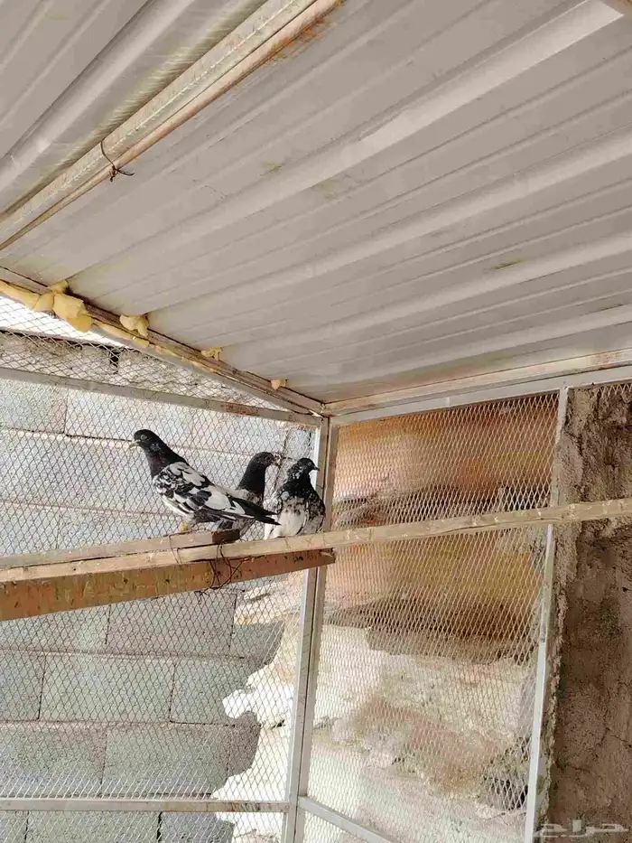حمام زاجل وباكستاتي طيران وقطايف قلاب للبيع 1