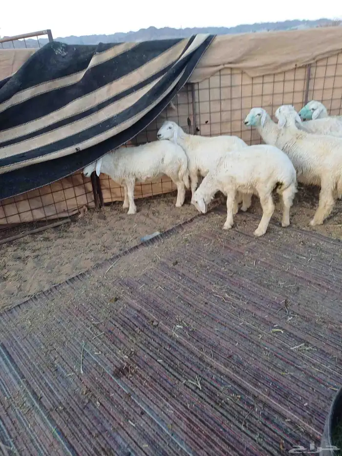 طليان للبيع 0