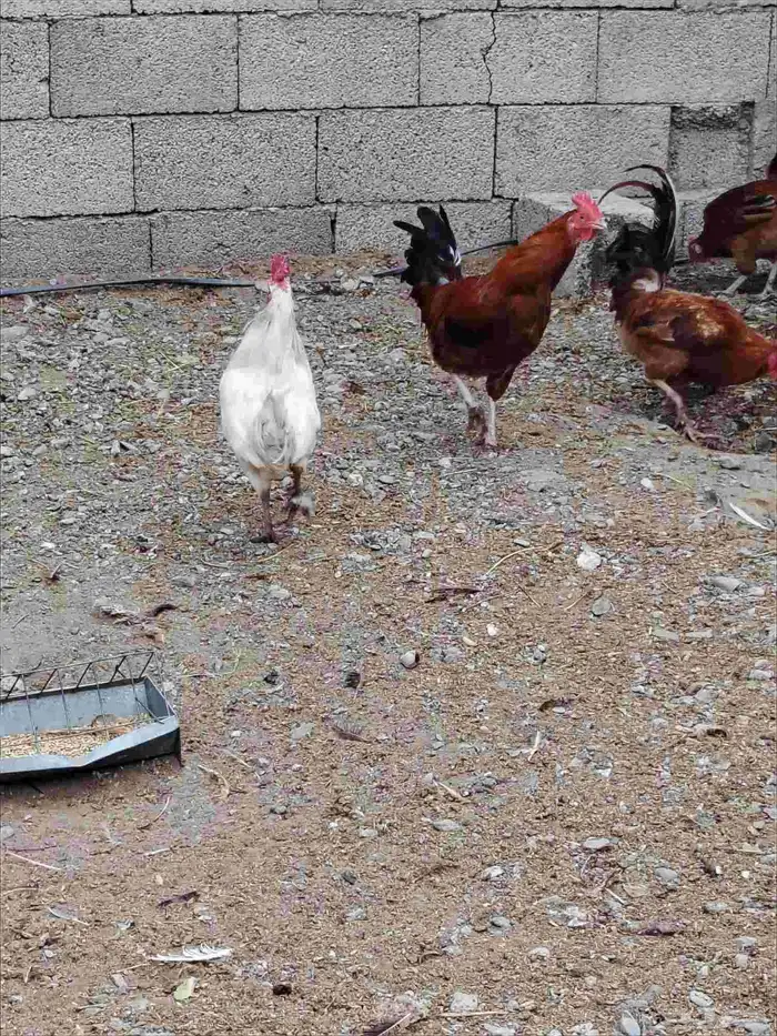 ديوك بلدي للبيع 2