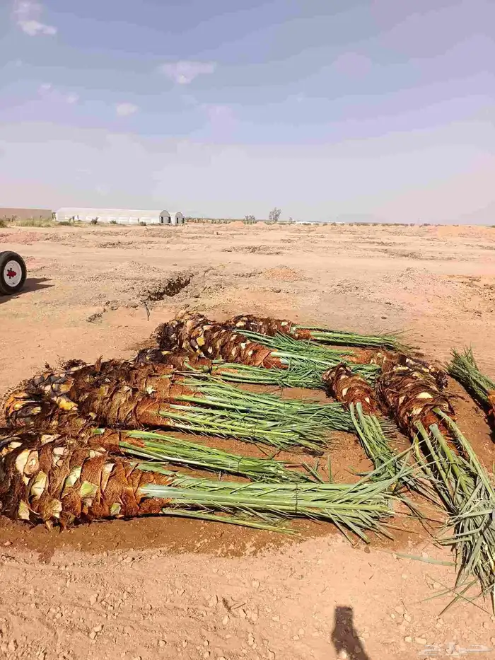 نخيل للبيع مثمر نخل القصيم خلاص برحي سكري صقي نخل 3