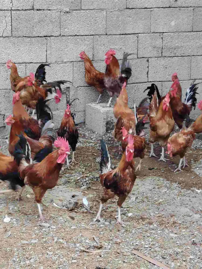 ديوك بلدي للبيع 0