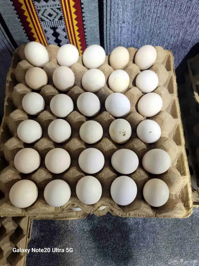 صيصان فيومي وديوك بلدي وبيض بلدي 6