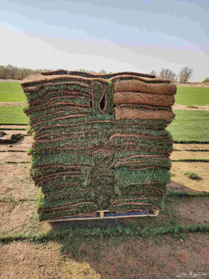 ثيل(نجيله) سي2000 درجه أولى خالي من الخلط 5