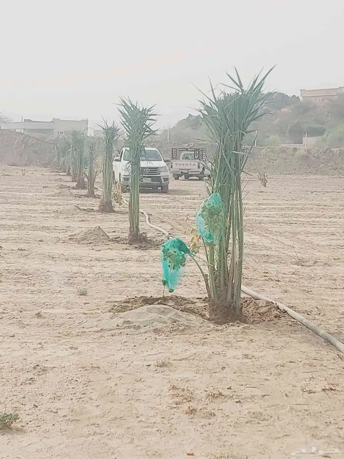 نخيل مثمر سكري صقعي مجدول برحي رواثان خلاص 7