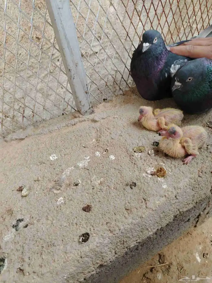 حمام زاجل وباكستاتي طيران وقطايف قلاب للبيع 5