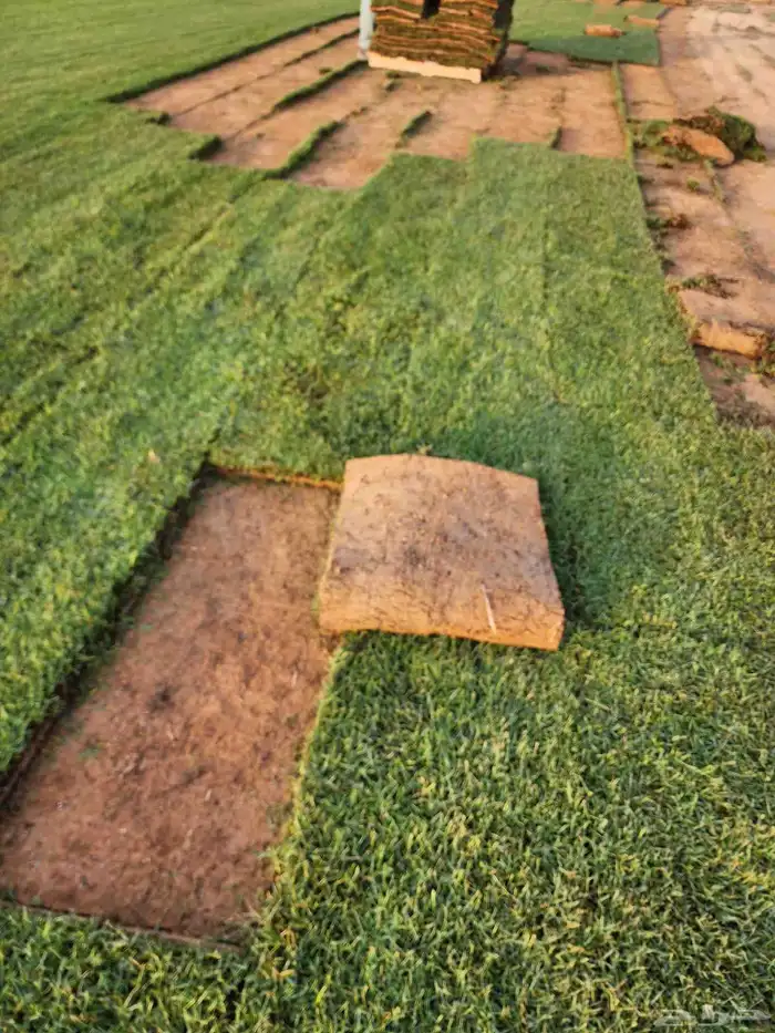 ثيل(نجيله) سي2000 درجه أولى خالي من الخلط 7