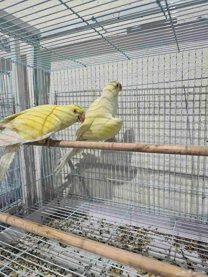 السلام عليكم متوفر جوز دره اينو 0