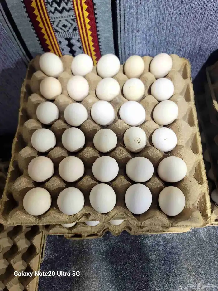 صيصان فيومي وديوك بلدي وبيض بلدي 7