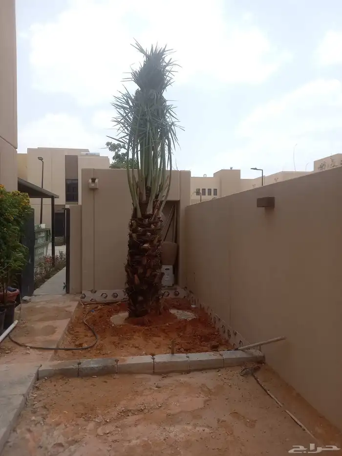 نخل مثمر خلاص مجدل عجوه نبوت سلطان شيشي برحي 0