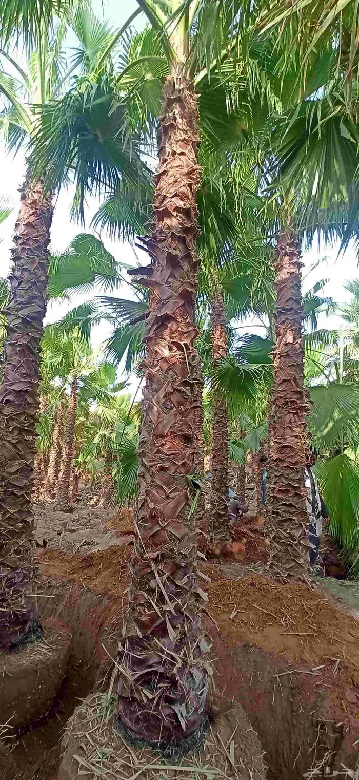 نخل واشنطني 0