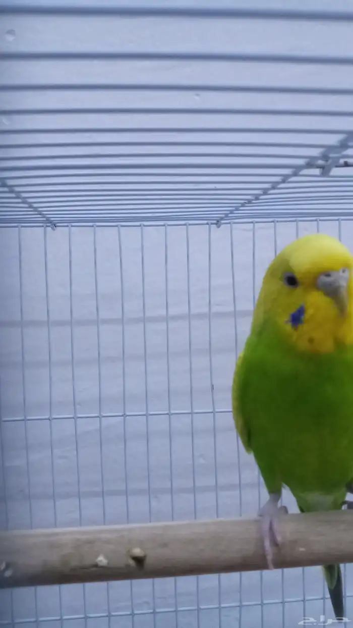 امام حكير تايم طيور الصحه 100 100 السعر230 وليف مو في القف 6