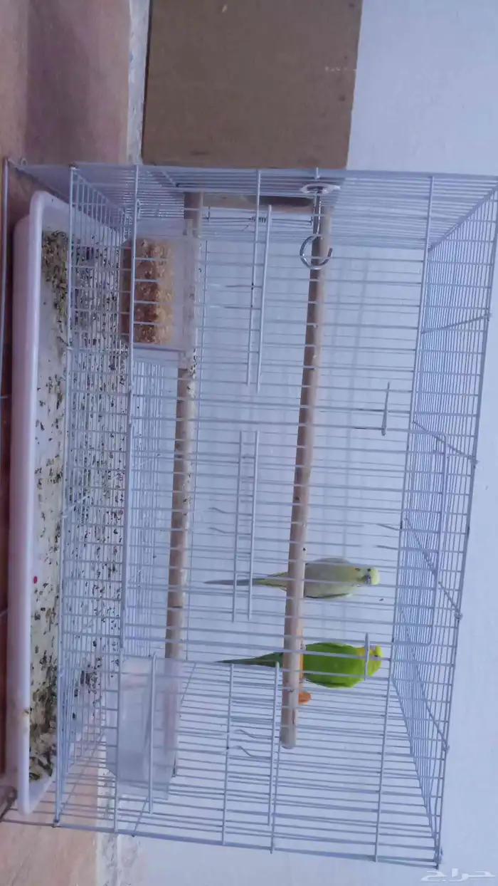 امام حكير تايم طيور الصحه 100 100 السعر230 وليف مو في القف 0