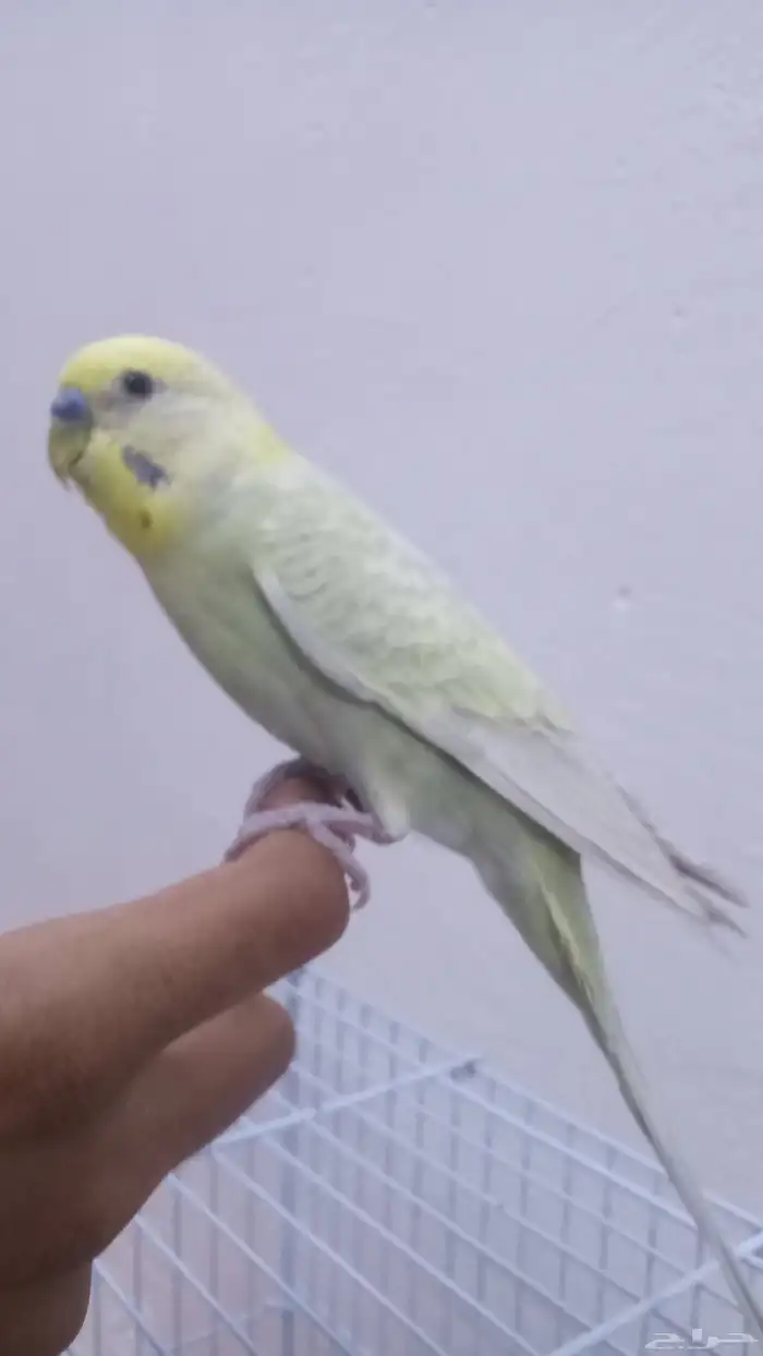 امام حكير تايم طيور الصحه 100 100 السعر230 وليف مو في القف 1