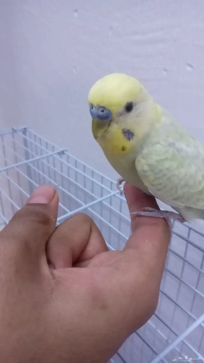 امام حكير تايم طيور الصحه 100 100 السعر230 وليف مو في القف 4