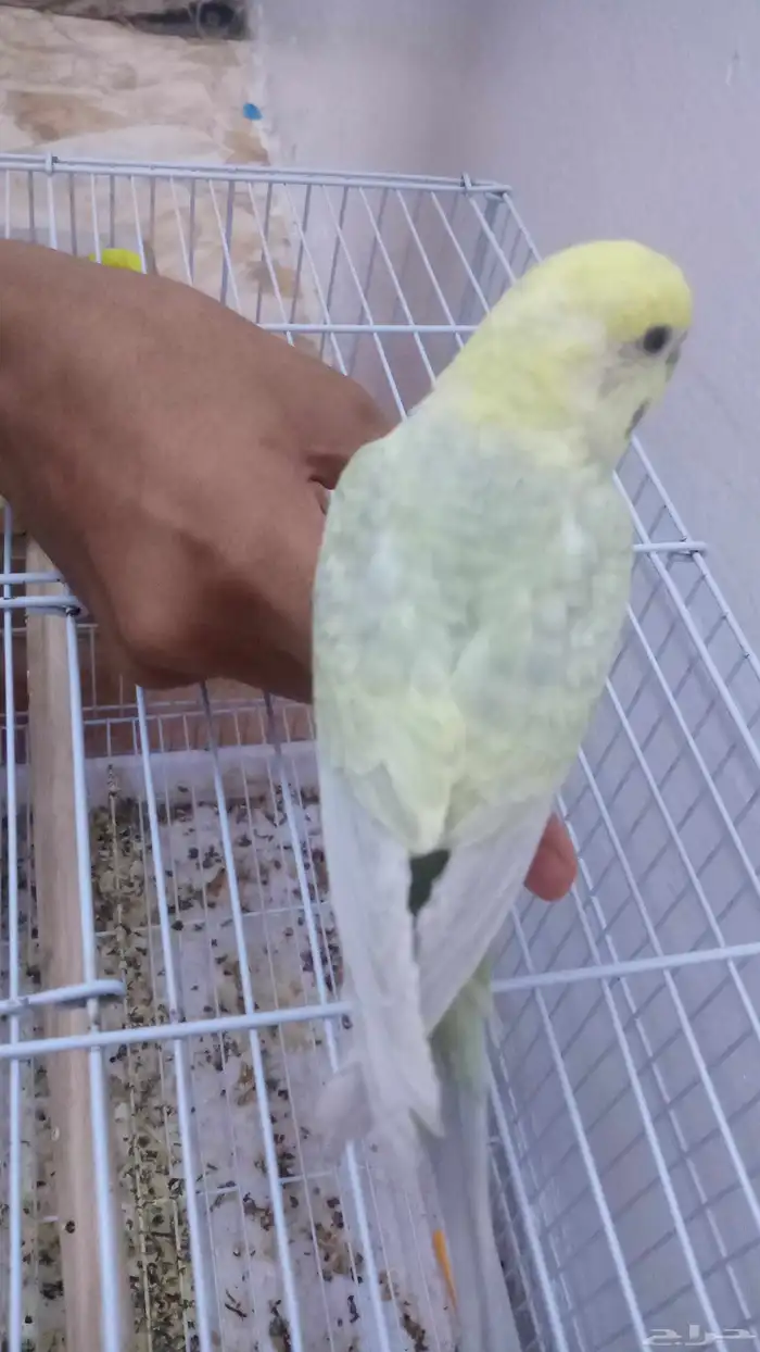 امام حكير تايم طيور الصحه 100 100 السعر230 وليف مو في القف 9