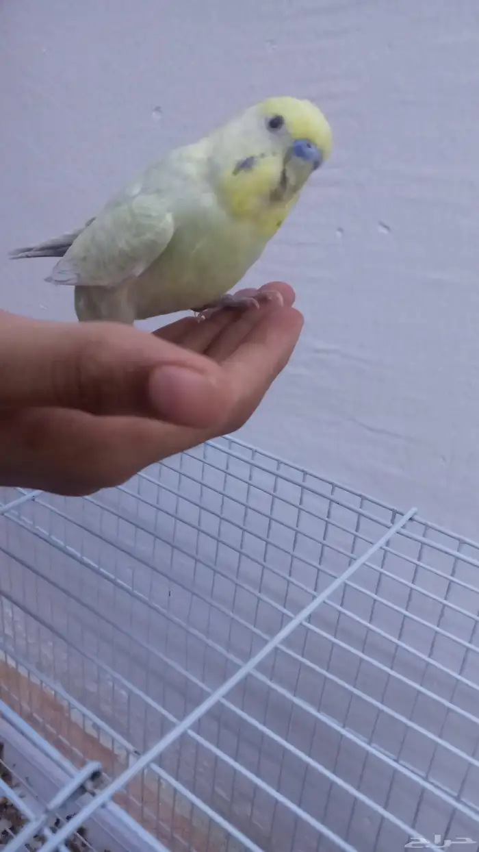 امام حكير تايم طيور الصحه 100 100 السعر230 وليف مو في القف 2