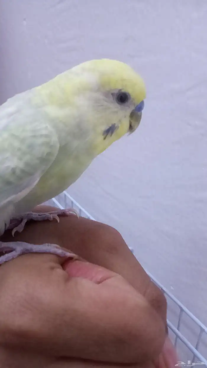 امام حكير تايم طيور الصحه 100 100 السعر230 وليف مو في القف 3