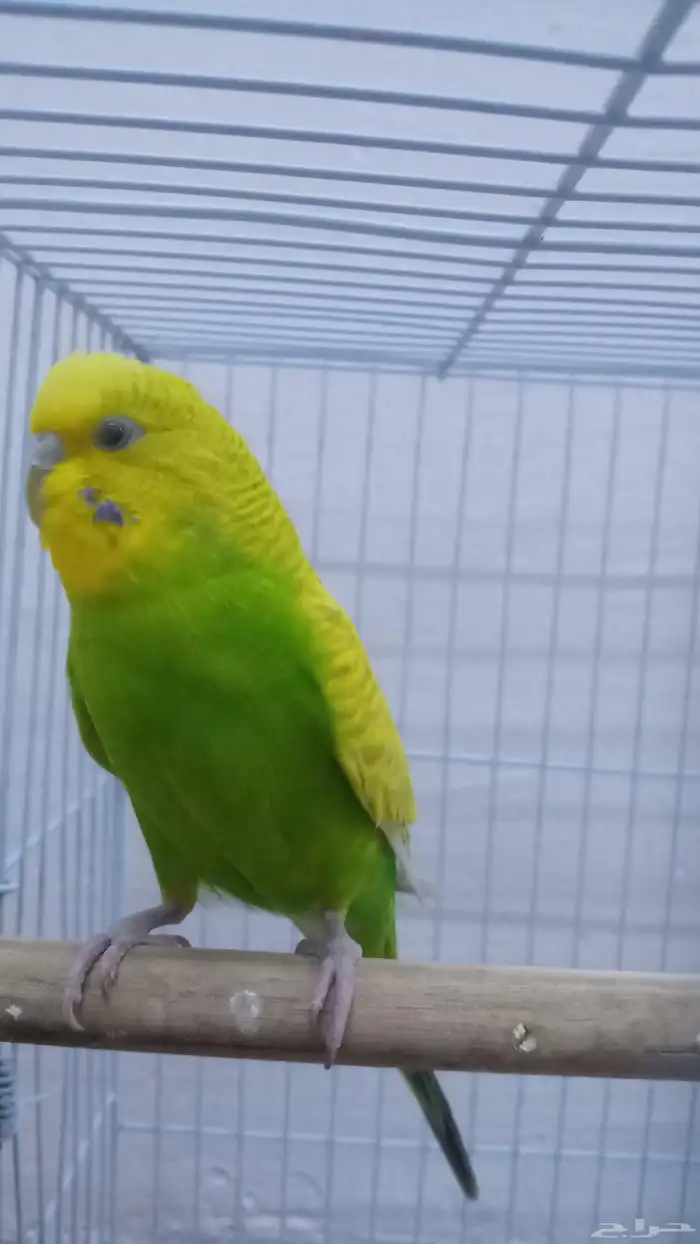 امام حكير تايم طيور الصحه 100 100 السعر230 وليف مو في القف 5