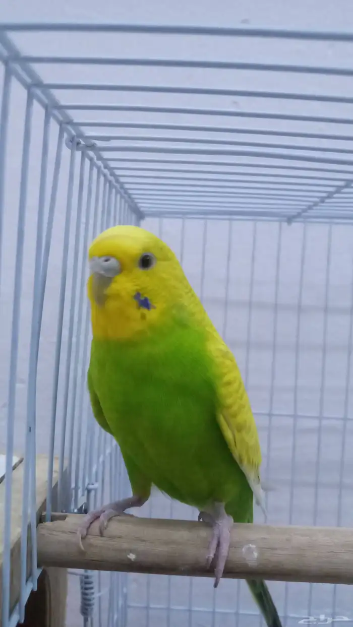 امام حكير تايم طيور الصحه 100 100 السعر230 وليف مو في القف 7