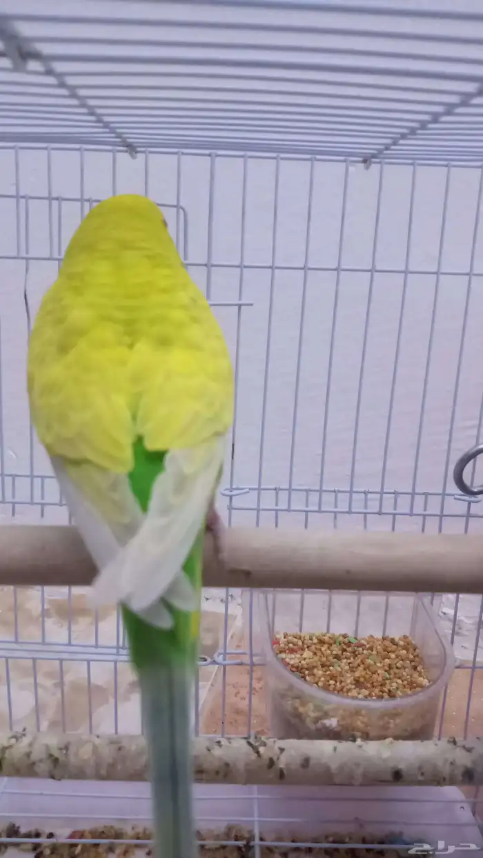 امام حكير تايم طيور الصحه 100 100 السعر230 وليف مو في القف 8