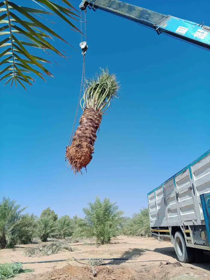 نخيل للبيع مع التوصيل 2