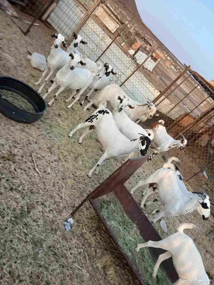 غنم بيض ضريع ودفيع من جذعه لرباع نضيفه شرط بالفحل 0