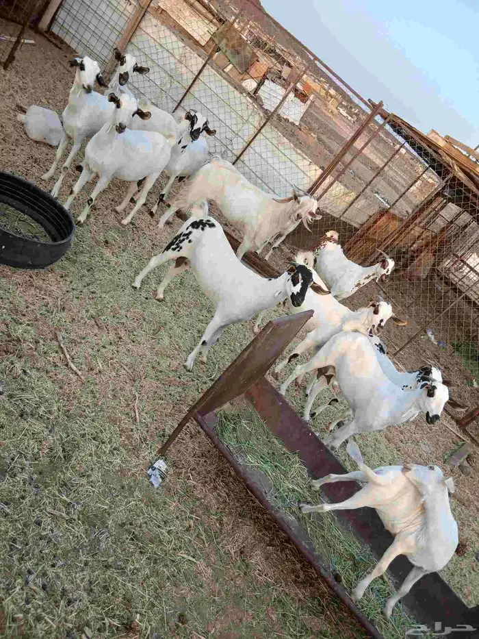 غنم بيض ضريع ودفيع من جذعه لرباع نضيفه شرط بالفحل 1