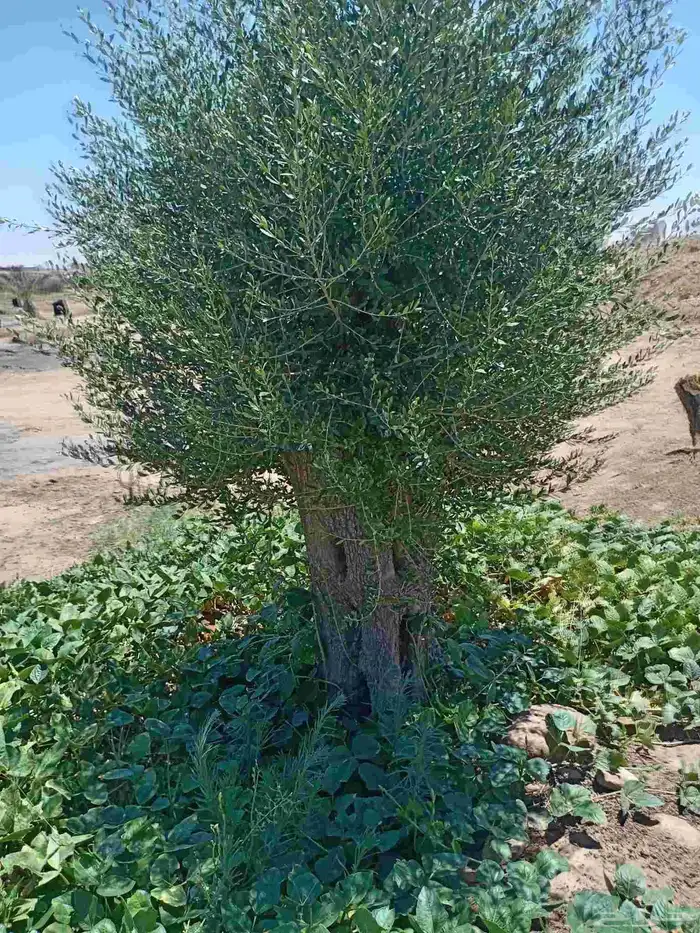 اشجار زيتون للبيع 1