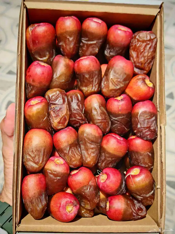 ونانه مناصيف عضوي 1