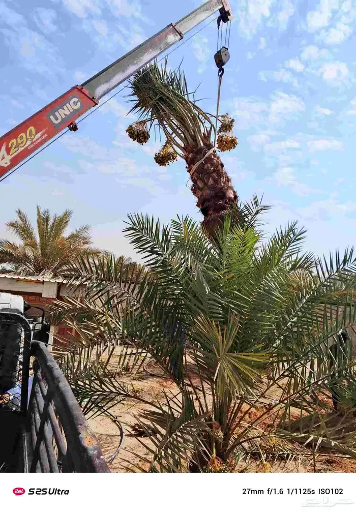 قليل نحل تنظيف نخل وشنتن تكريب النظافه 6