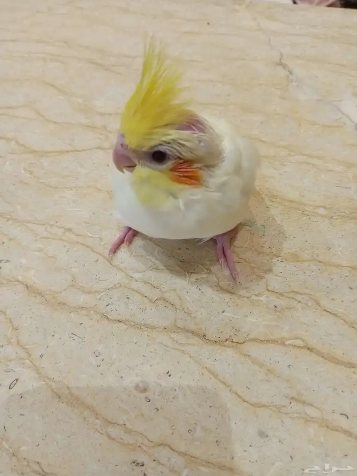 كروان ذكر لاتينو أليف للبيع 1