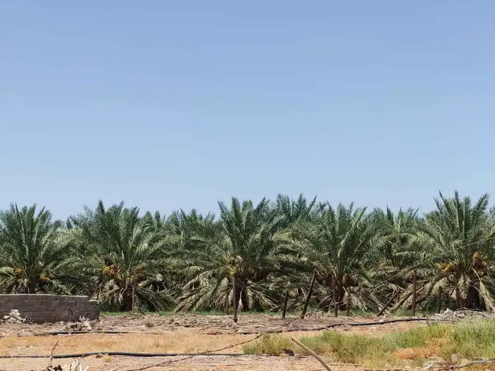 مزرعة للبيع بالمليليح المليليح عجوه صفاوي 1