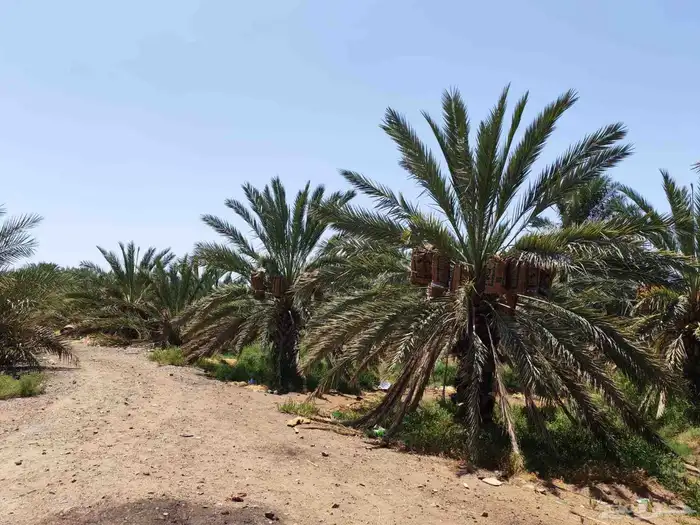 مزرعة للبيع بالمليليح المليليح عجوه صفاوي 3