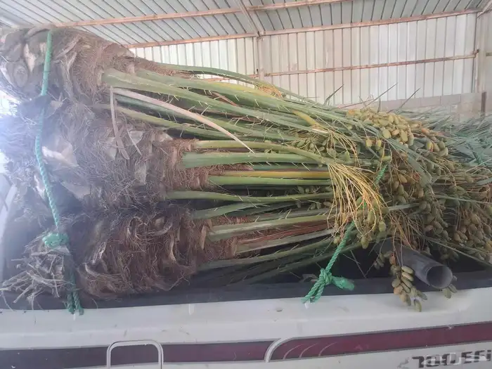 نخل البيع بجميع انواعه مكه جده 2