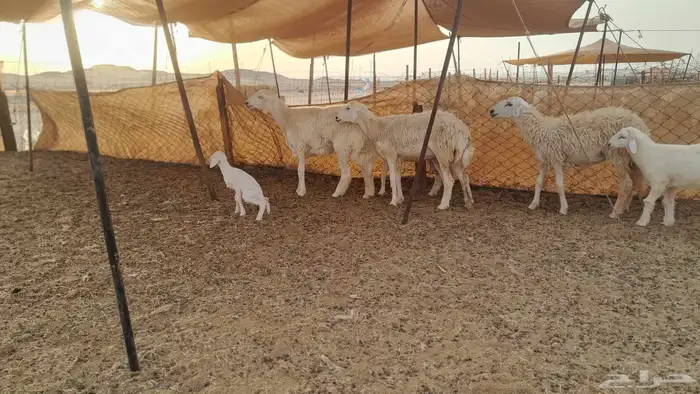 رخال حريات طيبه عددها 4 تحتها 3 2