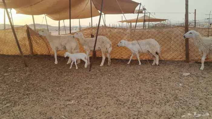 رخال حريات طيبه عددها 4 تحتها 3 4