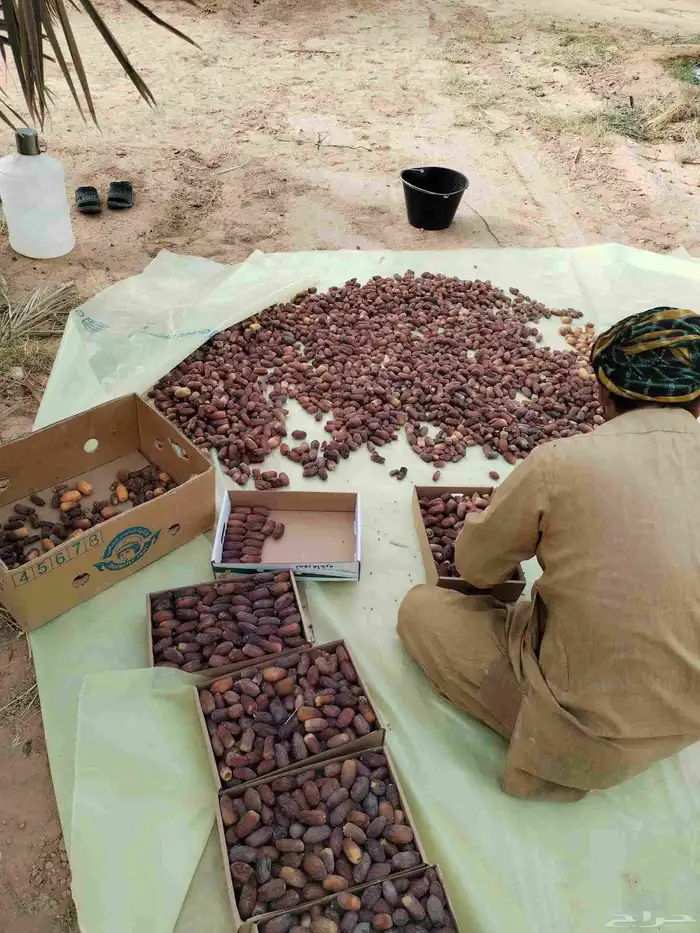تمرمجدول هذا العام 1
