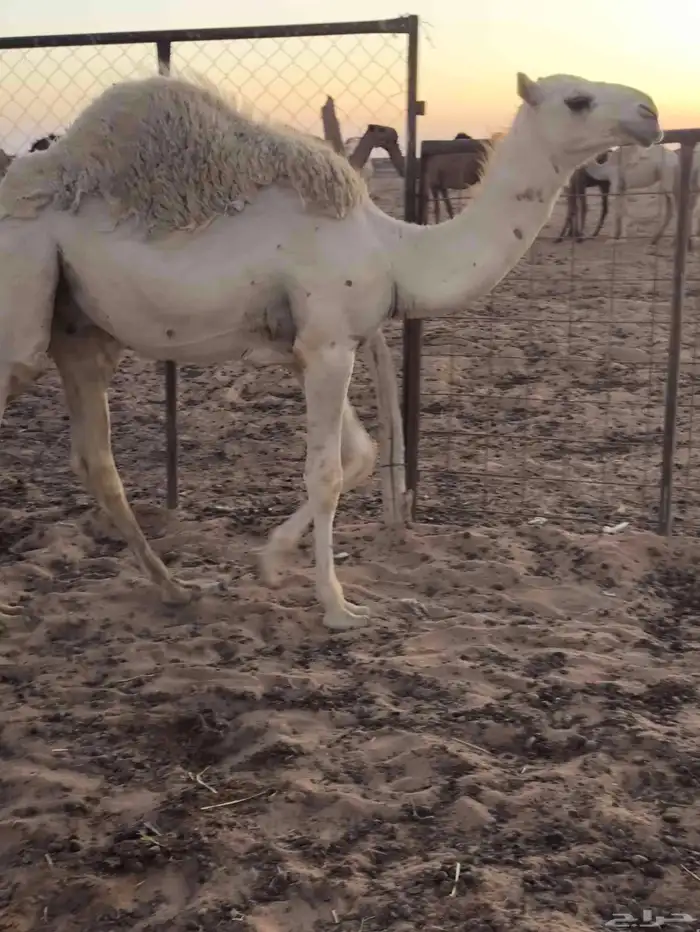 للبيع 3قعدان 7