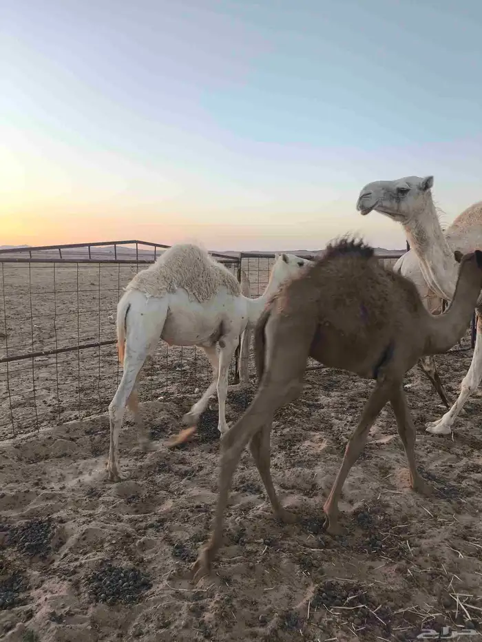 للبيع 3قعدان 6