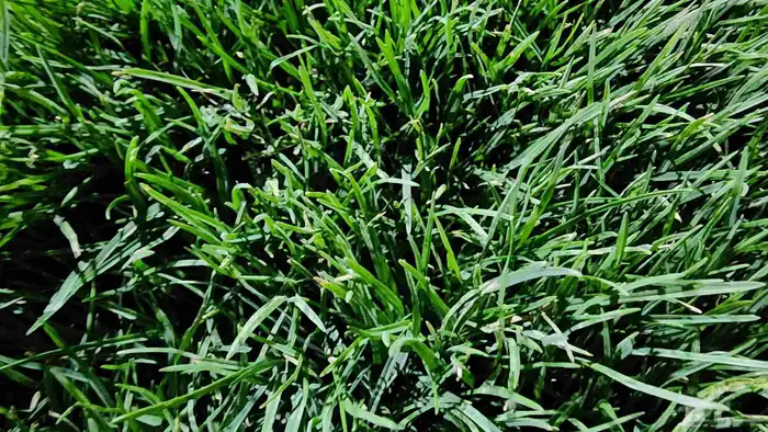 ثيل(نجيله) سي2000 درجه أولى خالي من الخلط 2