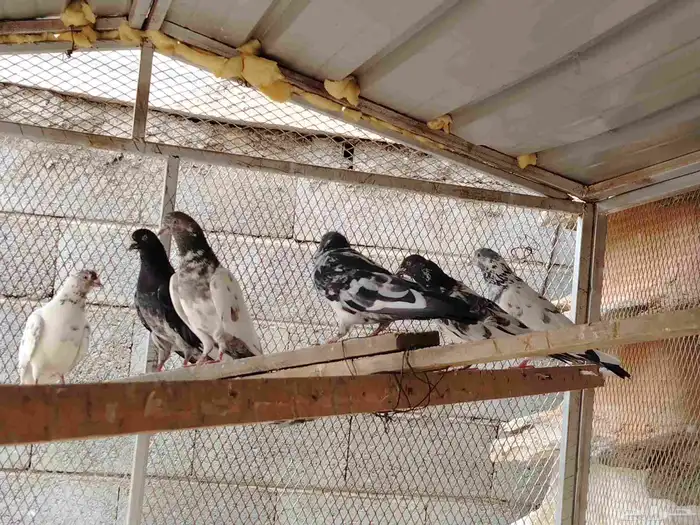 حمام زاجل وباكستاتي طيران وقطايف قلاب للبيع 0