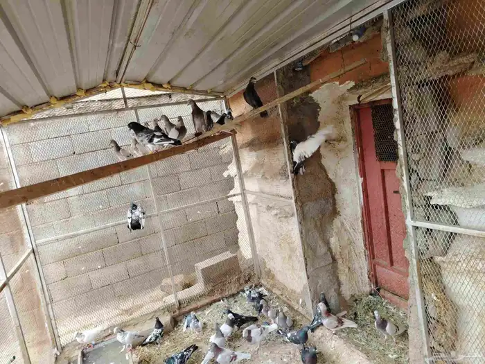حمام زاجل وباكستاتي طيران وقطايف قلاب للبيع 7
