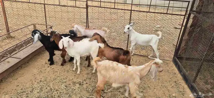 تيوس 1