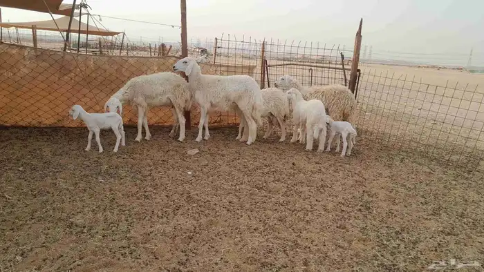 رخال حريات طيبه عددها 4 تحتها 3 0