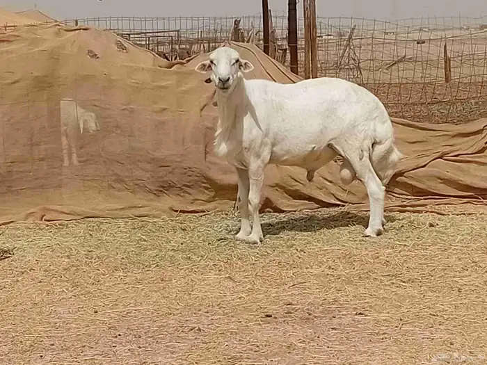 فحل حري كفووو السن سادس مشروط الصحه سليم 0